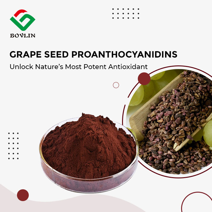 Grape Seed Proanthocyanidins
